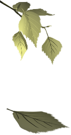 leaf falling